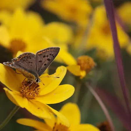 Lou Prat Bed & Breakfast 3*