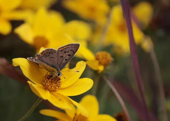 Lou Prat ベッド・アンド・ブレックファスト 3*